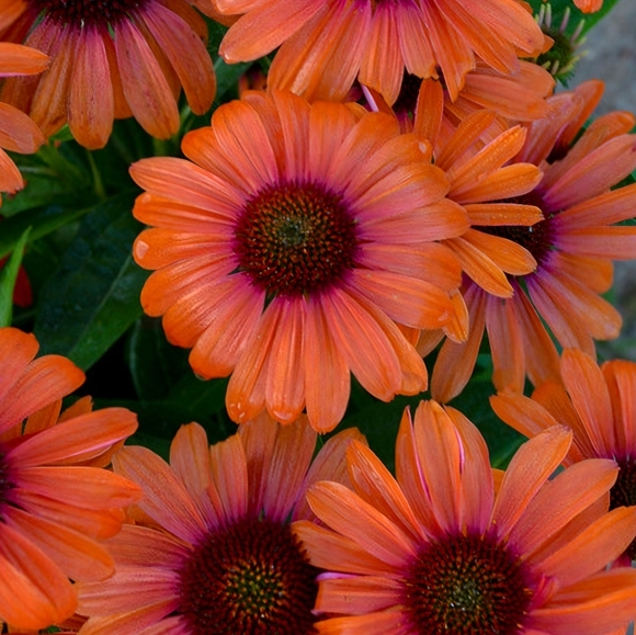 Meet your Posher, Mishelle - Picture 14 of 14